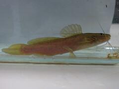 Silver Catfish photo 3