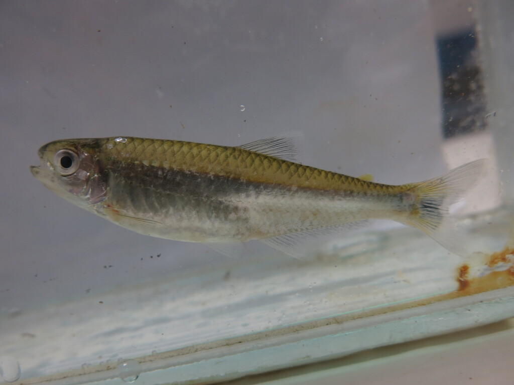 Straw tetra (Bryconamericus stramineus) — Characidae