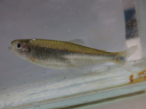 Straw tetra (Bryconamericus stramineus) — Characidae