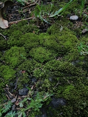 Bryopsida