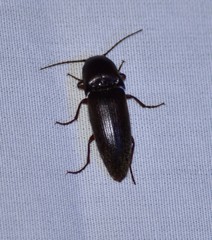 Diplostethus