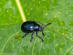 Platycorynus peregrinus