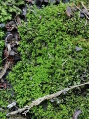 Bryopsida