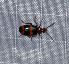Lebia bitaeniata