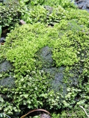 Bryopsida