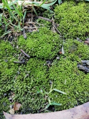 Bryopsida
