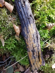 Phlebiodontia subochracea