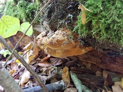 Aurantiporus croceus