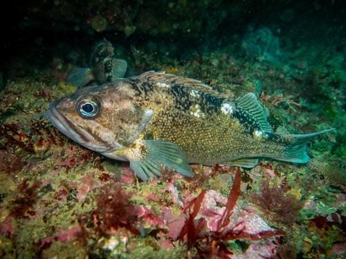 Patagonian redfish (Sebastes oculatus) — Sebastidae — 3