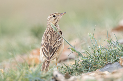 Bisbita estepario (Anthus godlewskii)
