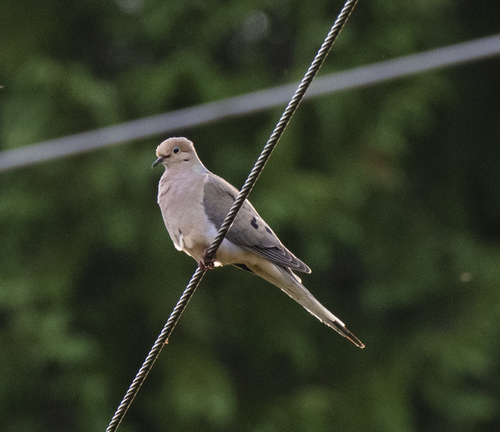 Mourning Dove photographed in Oregon