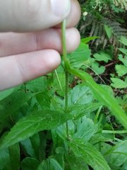 Epilobium ciliatum