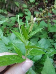 Epilobium ciliatum