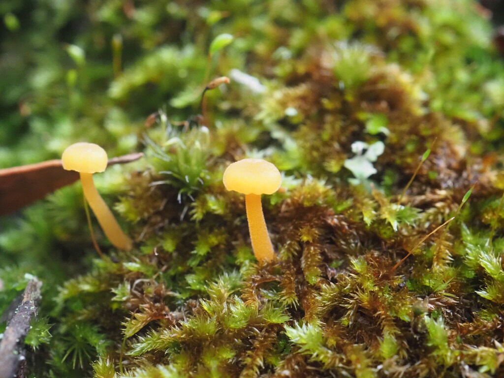 Rickenella fibula · June 2025 · photo: © hugo_innes (iNaturalist, cc-by)