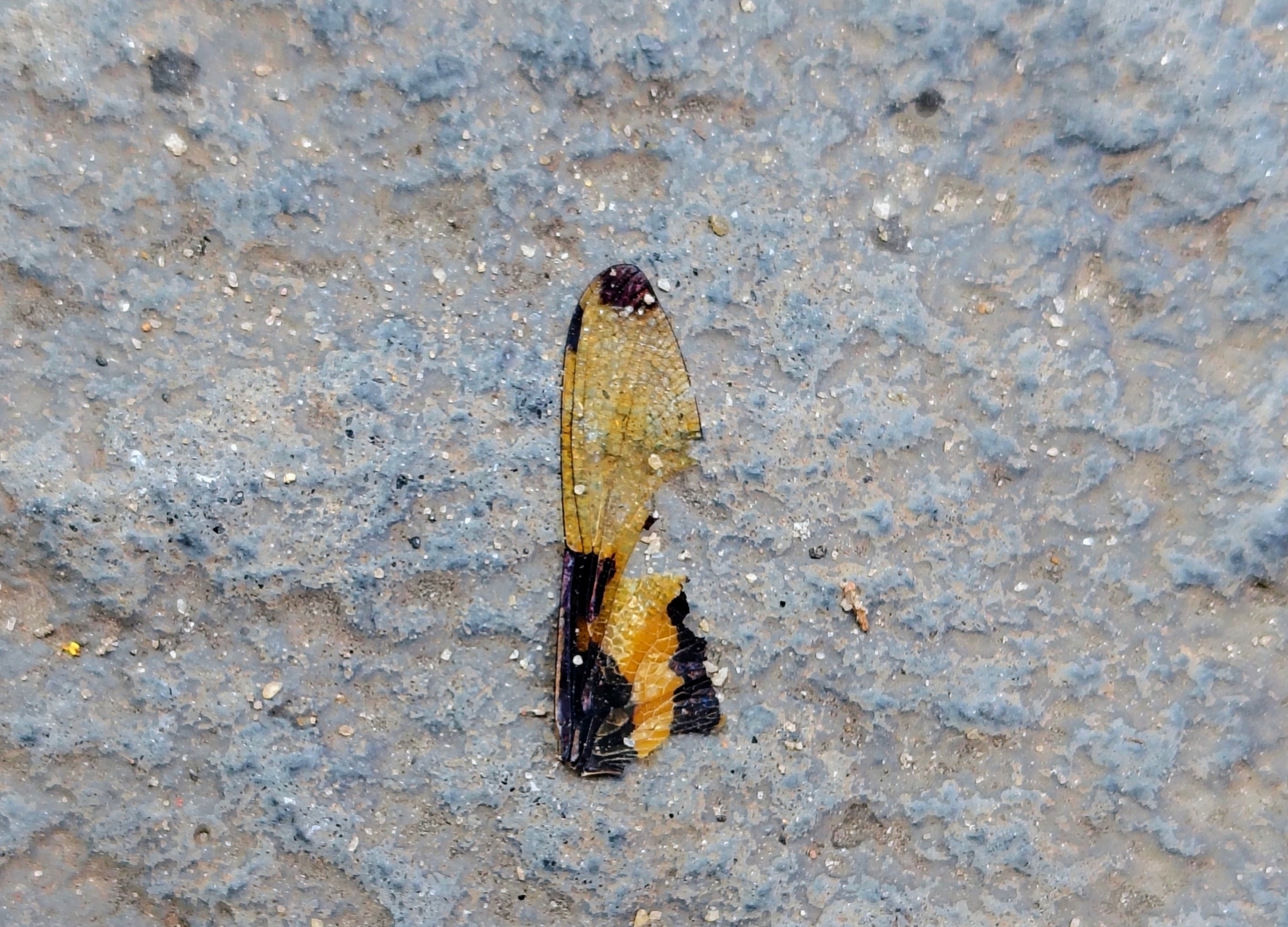 Common Picture Wing
