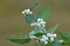 Symphoricarpos albus