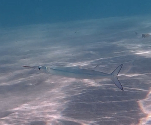 Hyporhamphus affinis observed 2025-06-15