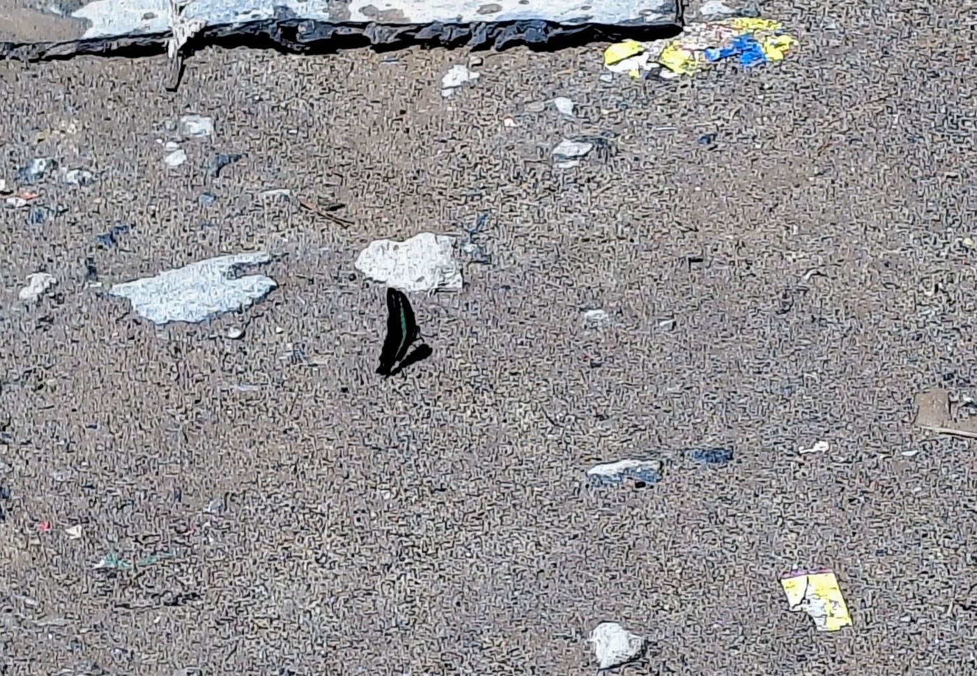 Narrow-Banded Bluebottle