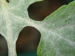 Erysiphe macleayae