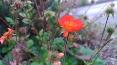 Geum coccineum