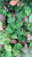 Geum coccineum
