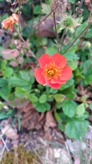Geum coccineum