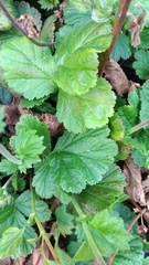 Geum coccineum