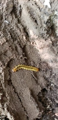 Dendroides canadensis