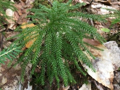 Lycopodiales