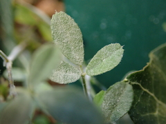 Erysiphe pisi