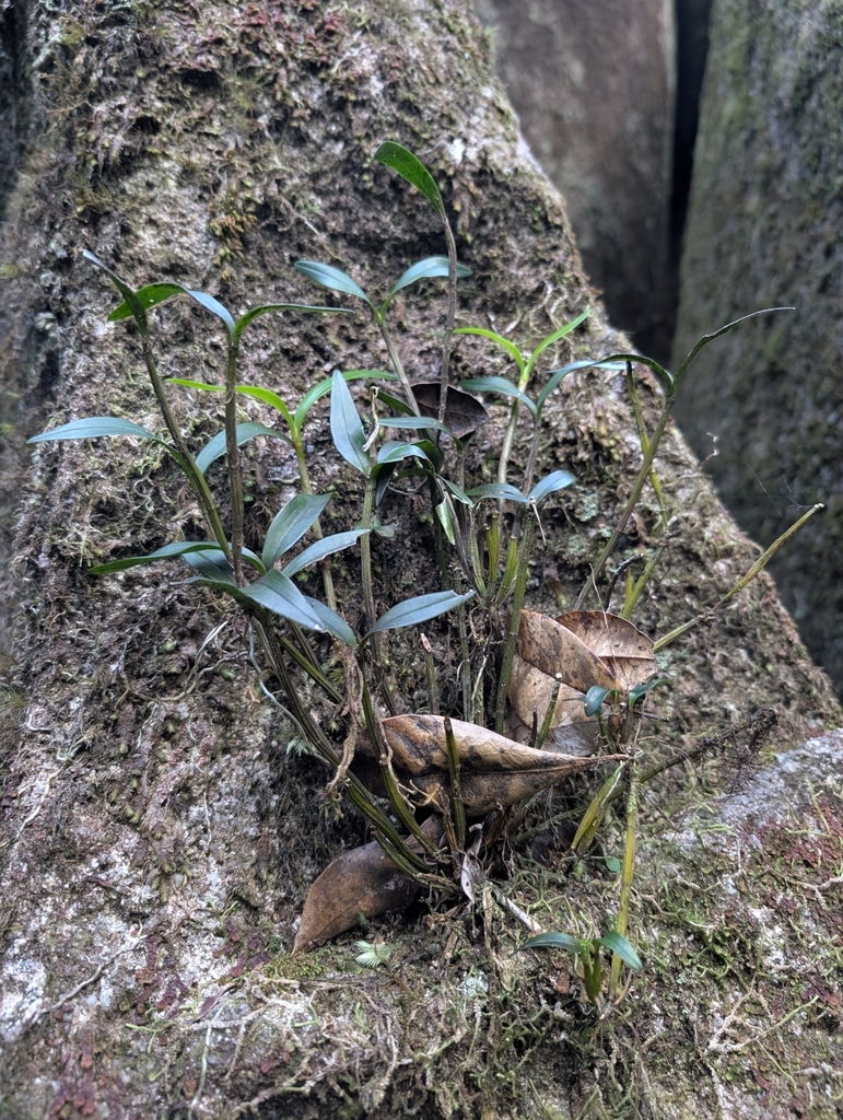 Dendrobium finniganense