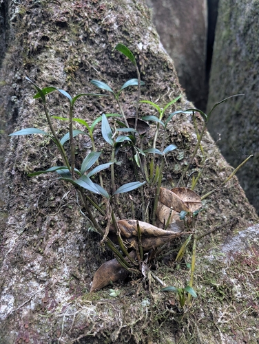 Mount Finnigan Cane Orchid (Dendrobium finniganense)