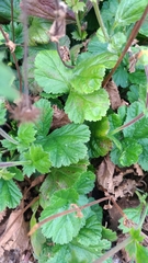 Geum coccineum