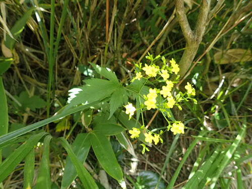 Patrinia triloba iNat (3)