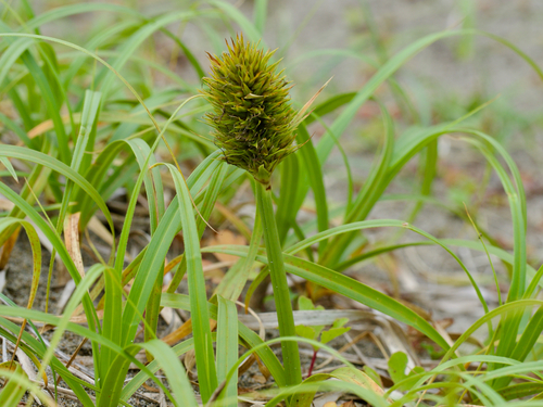 Japanese sedge (Carex kobomugi)