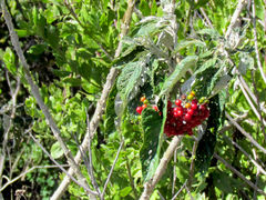 Solanum giganteum