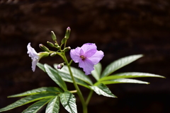 Cardamine heptaphylla