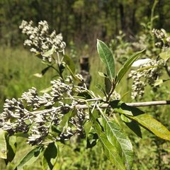 Buddleja parviflora