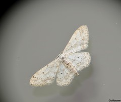Idaea seriata