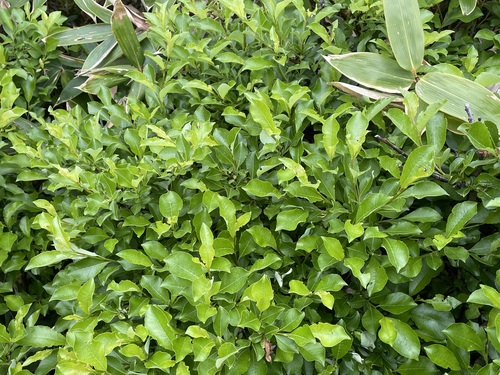 Salix reinii iNat (1)