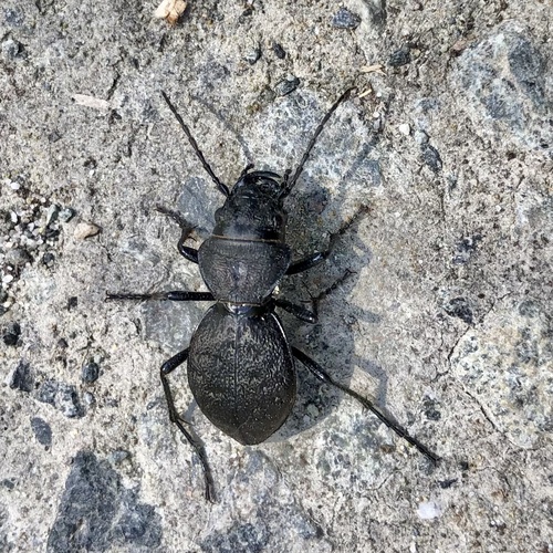 Greater Night-stalking Tiger Beetle photo 3