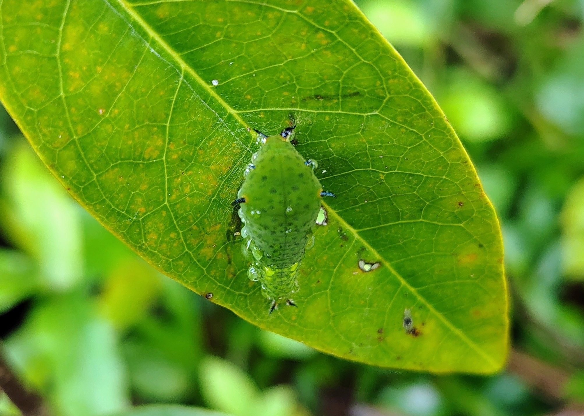 Tailed Jay