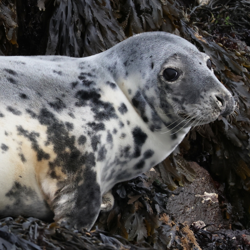 Pale spotted grey seal on seaweed-covered rocks on Lunga, Scotland