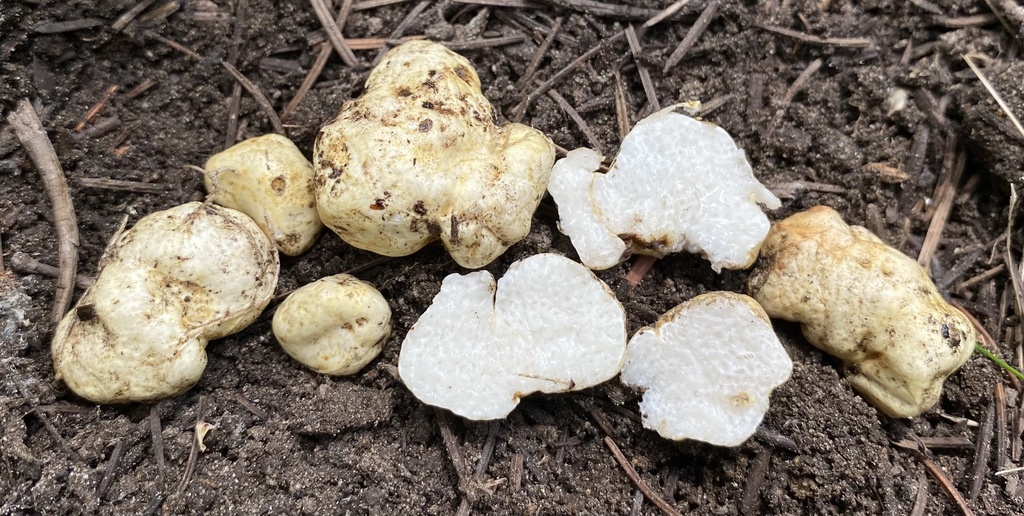 Leucogaster sp. 'NM01'