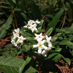 Lithospermum distichum