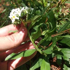 Lithospermum distichum