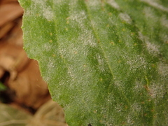 Podosphaera plantaginis