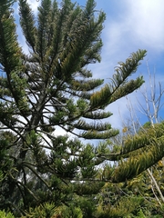 Araucaria