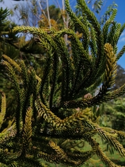 Araucaria