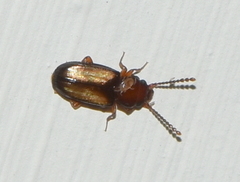 Laemophloeus